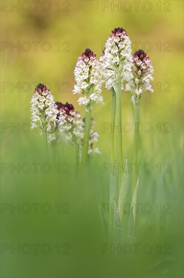 Burnt-tip orchid (Neotinea ustulata) blooms on a meadow