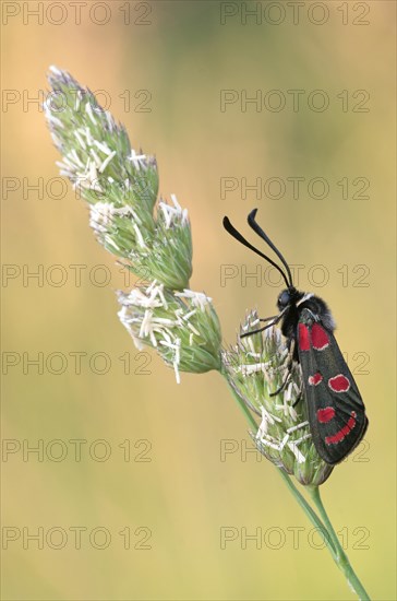 Esparagus ram (Zygaena carniolica) sitting on an ear of grass in warm light