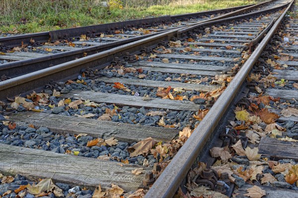 Railway rails with foliage