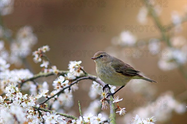 Common chiffchaff or (Phylloscopus collybita) on flowering blackthorn branch