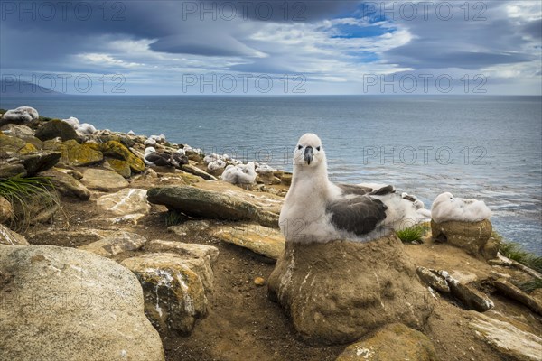 Black-browed Albatross (Thalassarche melanophris) chick on its nest