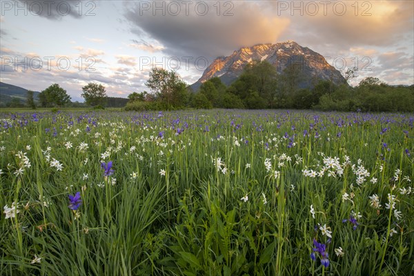 Meadow with white mountain daffodils (Narcissus radiiflorus) and Siberian iris (Iris sibirica)