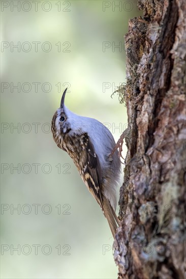 Eurasian Treecreeper (Certhia familiaris)