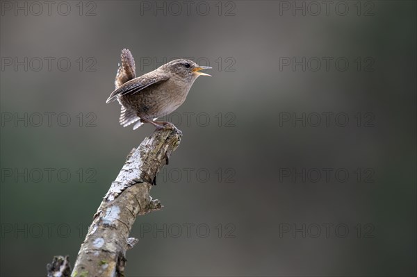 Eurasian wren (Troglodytes troglodytes) sitting on a branch and singing