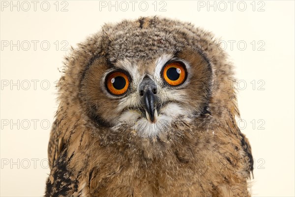 Bengal Eagle Owl