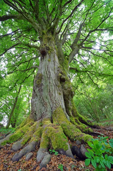 Old gnarled beech (Fagus sylvatica)