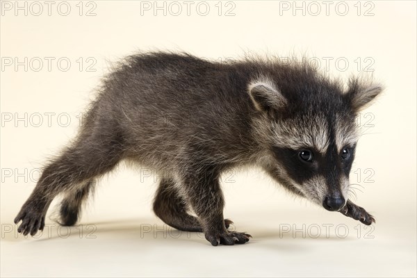 Raccoon (Procyon lotor)