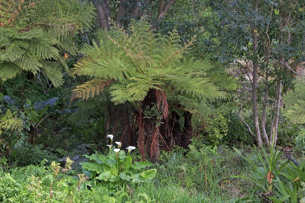 Cape Beaker Fern