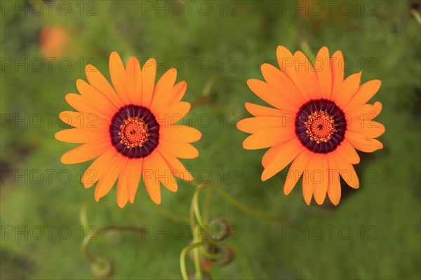 Namaqua parachute daisy (Ursinia calenduliflora )