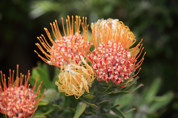 Pincushion protea