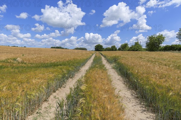 Tractor tracks in the ripe barley field (Hordeum vulgare)