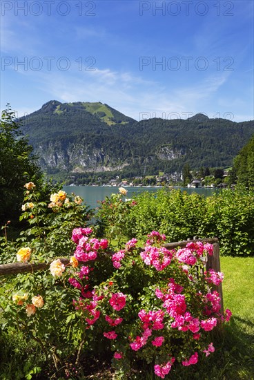 Rose hedge in the district of Brunnwinkl