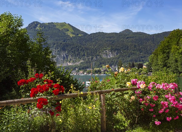 Rose hedge in the district of Brunnwinkl