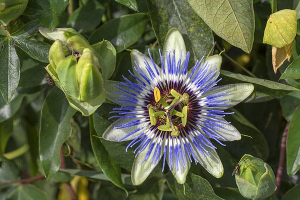 Flower of a Blue Passion Flower (Passiflora caerulea)