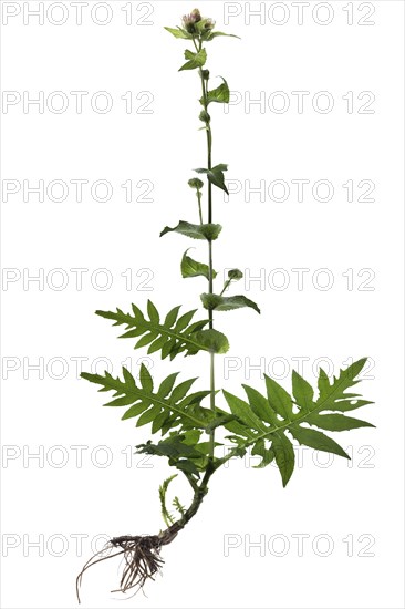 Cabbage Thistle (Cirsium oleraceum) on white background