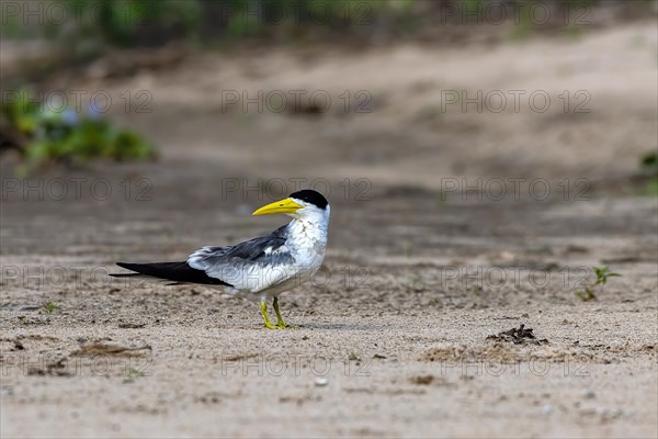 Large-billed tern