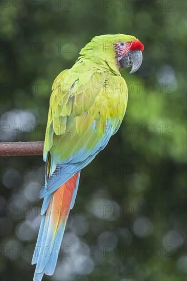 Military macaw (Ara militaris)