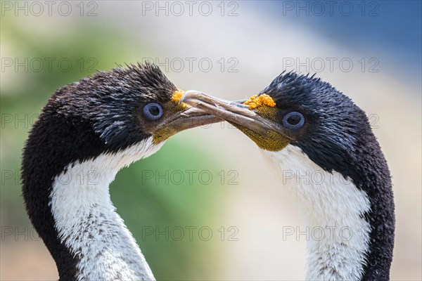 Blue-eyed cormorants (Leucocarbo atriceps or Phalacrocorax atriceps) also Antarctic cormorant