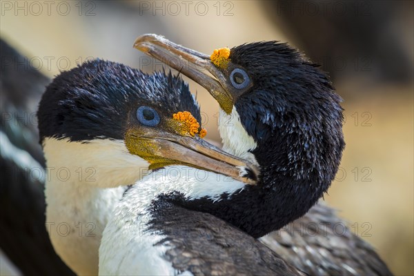 Blue-eyed cormorants (Leucocarbo atriceps or Phalacrocorax atriceps) also Antarctic cormorant