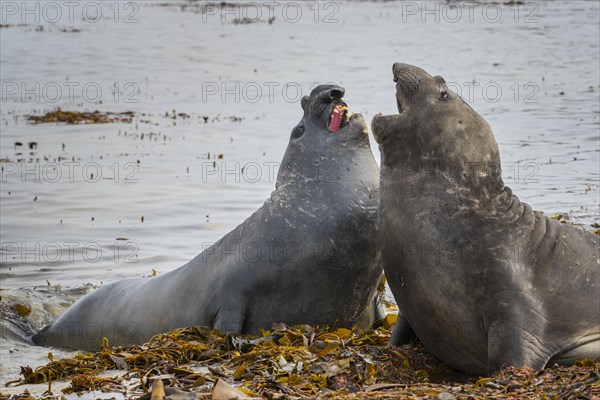 Southern elephant seal (Mirounga leonina)