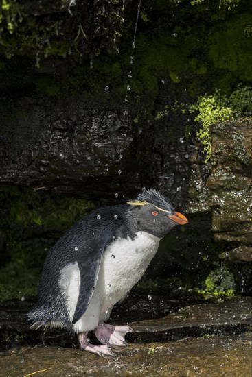 Rockhopper Penguin (Eudyptes chrysocome) cleans its plumage at a fresh water site