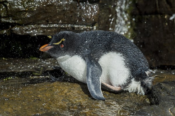 Rockhopper Penguin (Eudyptes chrysocome) cleans its plumage at a fresh water site