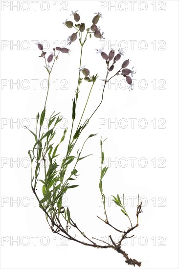 Common campion (Silene vulgaris) on white ground