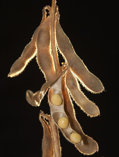 Mature Soybean ready to Harvest near Luis Eduardo Magalhaes