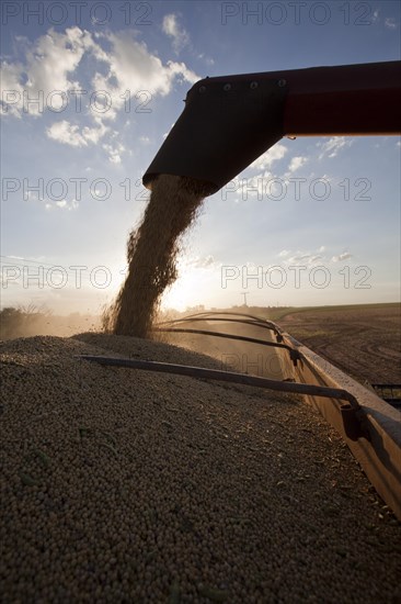 A Combine Unloads Soya Beans into Truck near Luis Eduardo Magalhaes