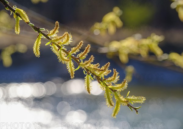 Willow catkin of the White willow (Salix alba)