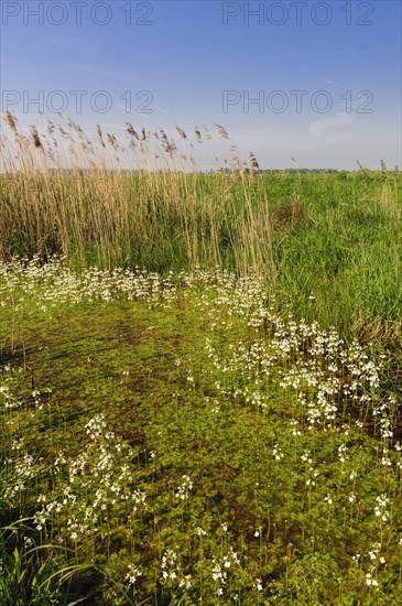 Common water buttercup (Ranunculus aquatilis L.) flowering in a ditch in the oxbog