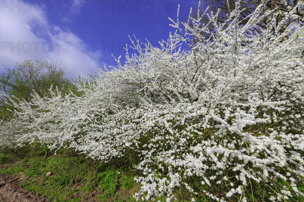 Flowering sloe hedge in spring