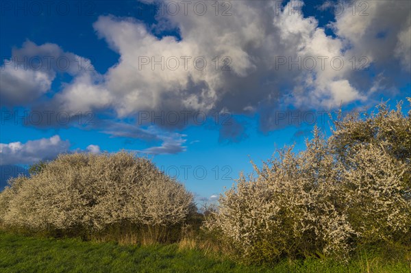 Cloud formation over a blooming sloe hedge in spring