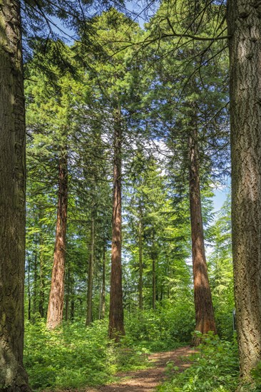 Sequoia trees (Sequoiadendron Giganteum) at the eaves of Felsenmeersteig near the ruins of Schalksburg