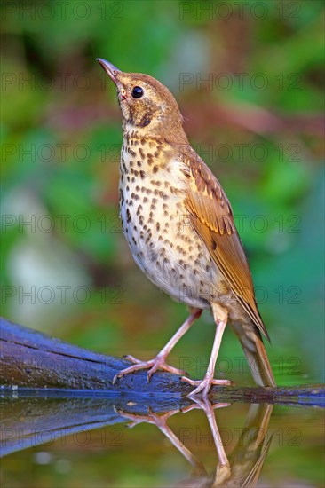 Song thrush (Turdus philomelos) sits on a branch in shallow water