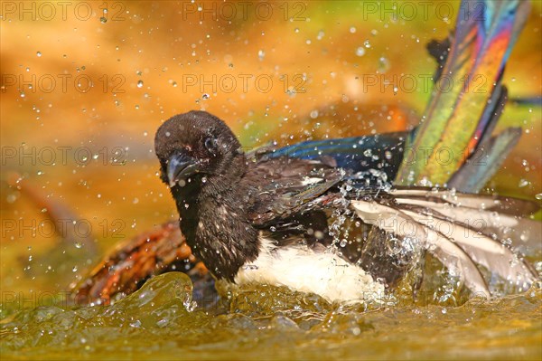 European magpie (Pica pica )