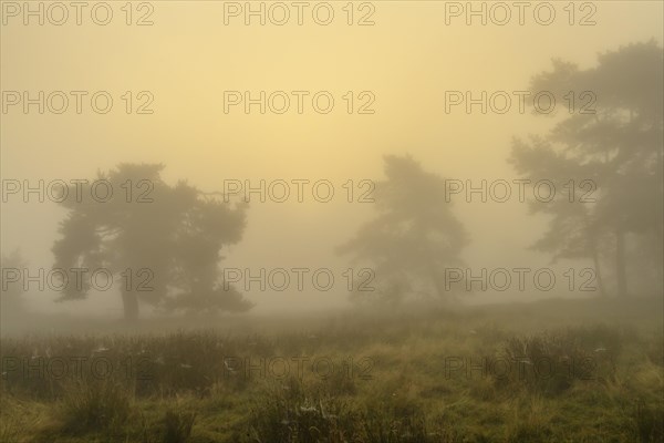 Pines at sunrise in the fog in the heath