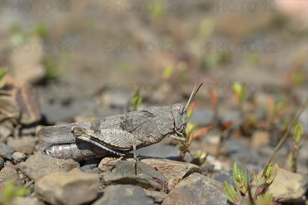 Blue-winged grasshopper (Oedipoda caerulescens ) Ehringshausen