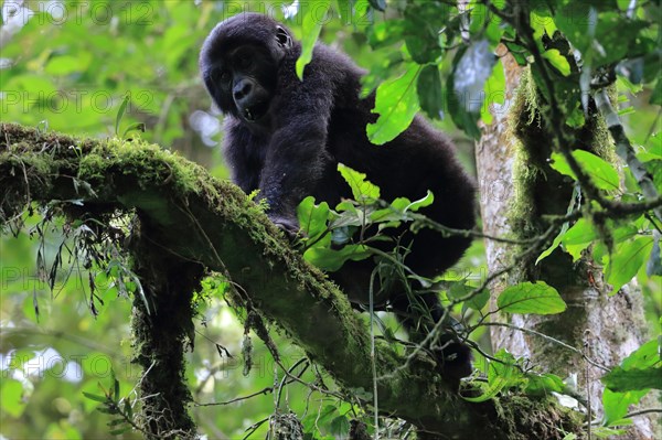 Mountain gorilla (Gorilla beringei beringei) Monkeys