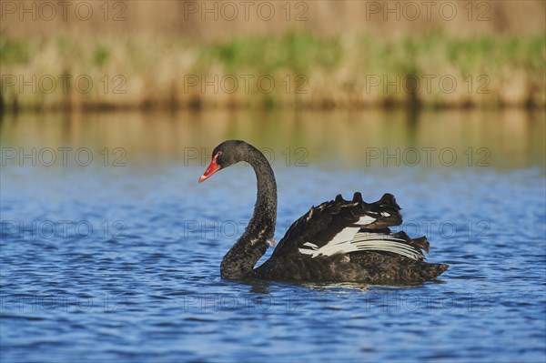 Black swan (Cygnus atratus) floats in water