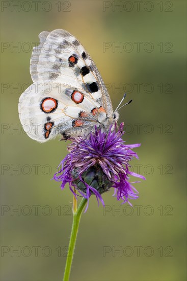 Apollo (parnassius apollo) sitting on flake flower