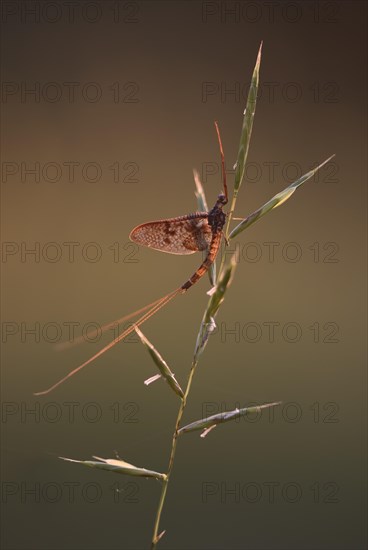 Mayfly (Ephemeroptera) sitting on a culm in warm light