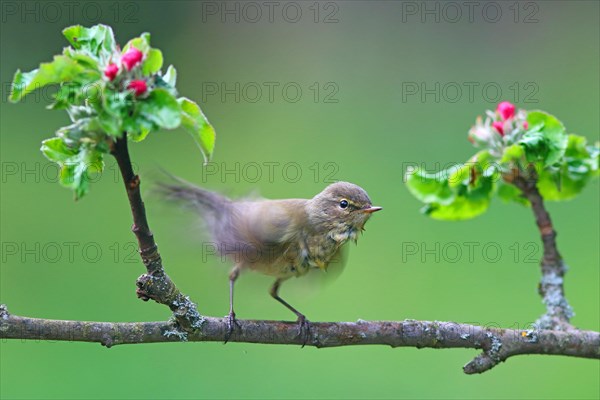 Common chiffchaff (Phylloscopus collybita) sitting on flowering apple branch