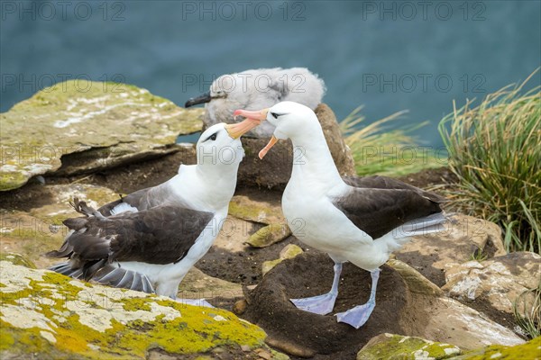 Black-browed Albatross (Thalassarche melanophris)