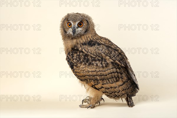 Indian eagle-owlalso or (Bubo bengalensis)