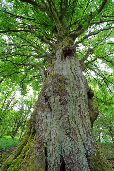 Old gnarled beech (Fagus sylvatica)