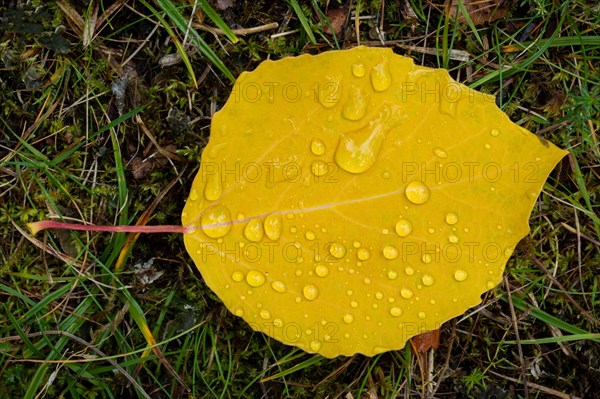 Water drops on a yellow leaf