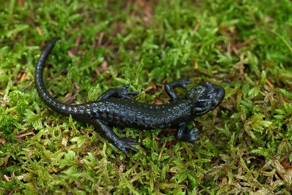 Alpine Salamander (Salamandra atra)