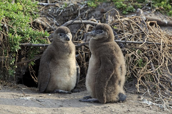 African penguin (Spheniscus demersus)