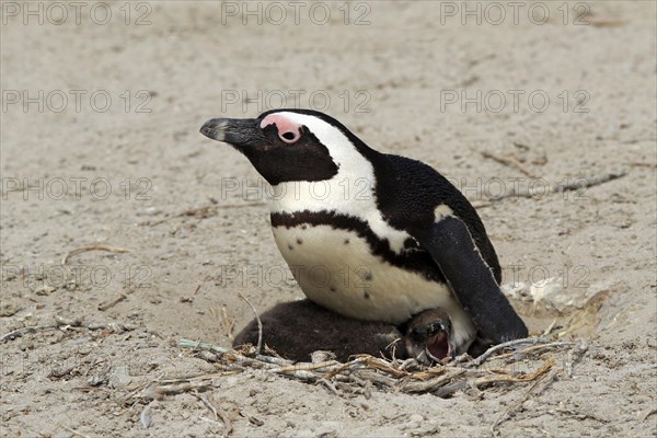 African penguin (Spheniscus demersus)